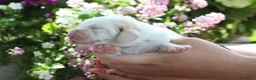 Bassethound cani in vendita: Meravigliosi Cuccioli di Bassethound  - Annuncio 6