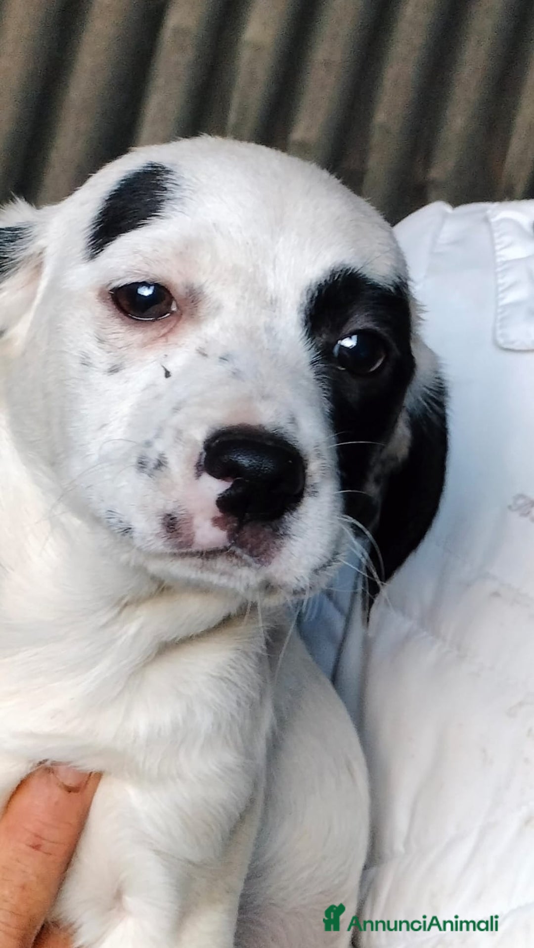 Meticcio cani in regalo: ALISIA - Annuncio 11