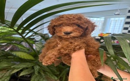 Barboncino cani in vendita: Barboncini nanetti 🐩🐩🐩 - Immagine 6