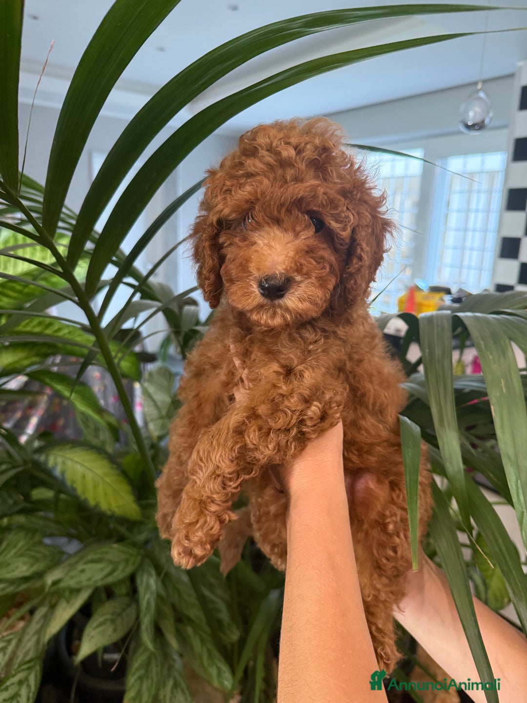 Barboncino cani in vendita: Barboncini nanetti 🐩🐩🐩 - Immagine 6