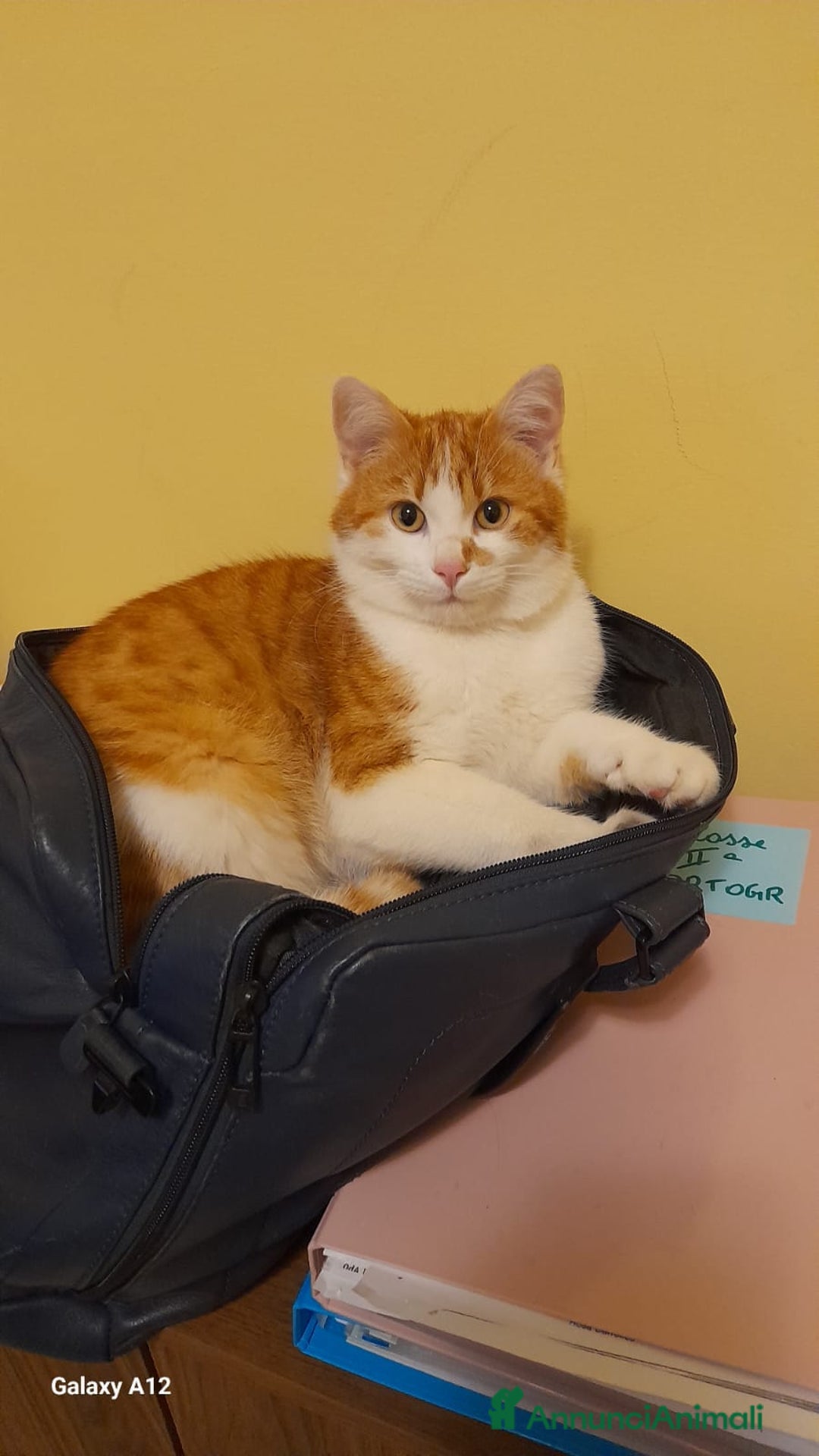 Altre razze gatti in regalo: GATTINO DOLCISSIMO - Annuncio 6