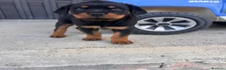 Rottweiler cani in vendita: Cuccioli di Rottwailer - Annuncio 5