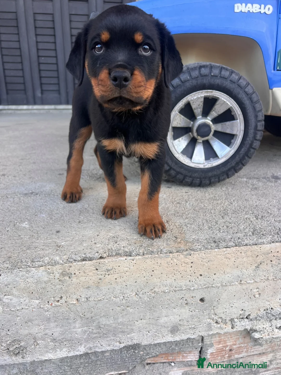 Rottweiler cani in vendita: Cuccioli di Rottwailer - Annuncio 5