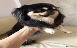 Chihuahua cani in vendita: Chihuahua adulta a Provincia di Brescia - Immagine 7