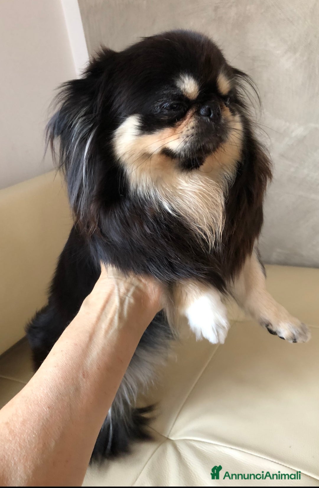Chihuahua cani in vendita: Chihuahua adulta a Provincia di Brescia - Immagine 7