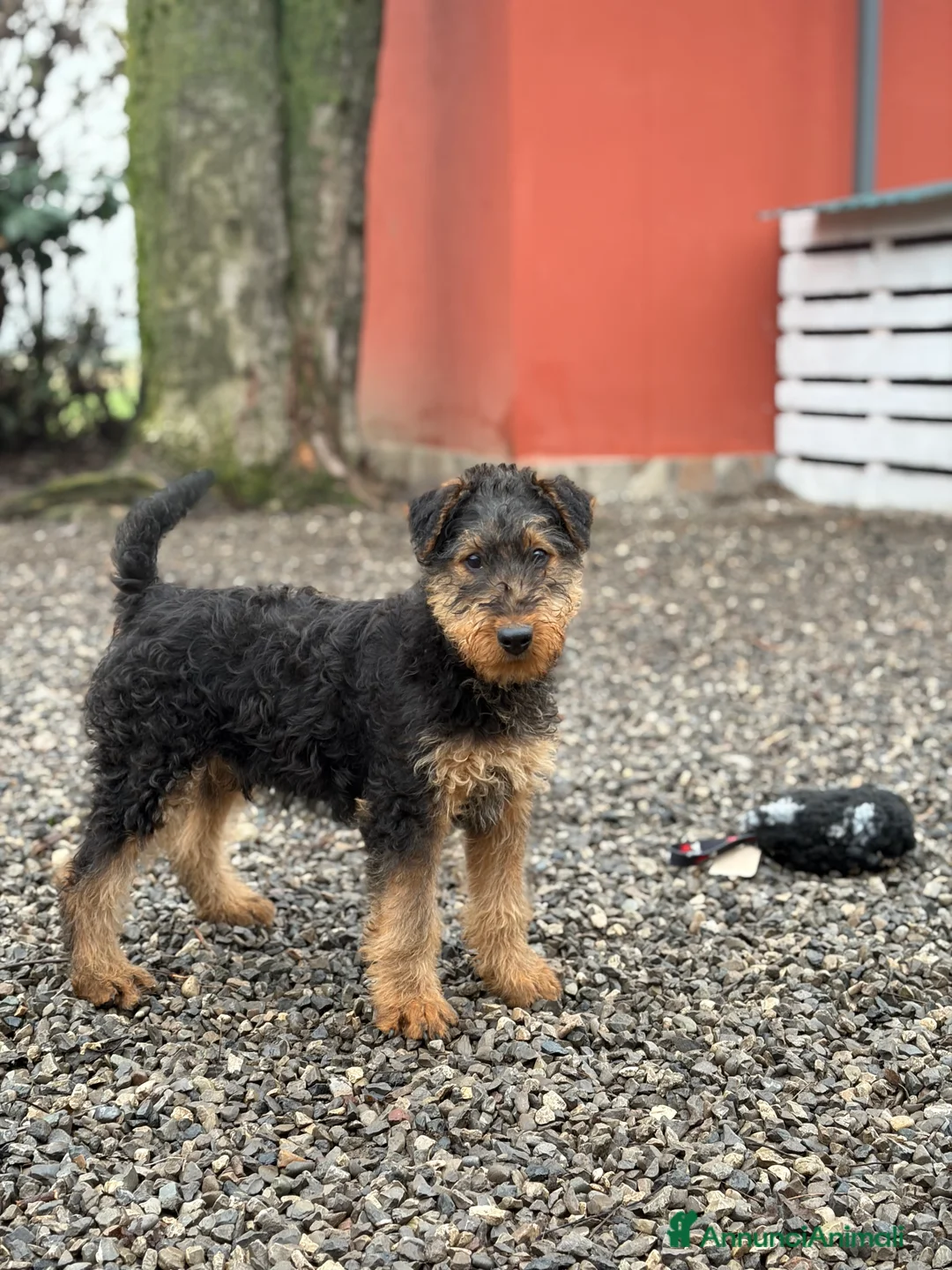 Airedale Terrier cani in vendita: Splendidi cuccioli di airedale terrier  - Annuncio 2