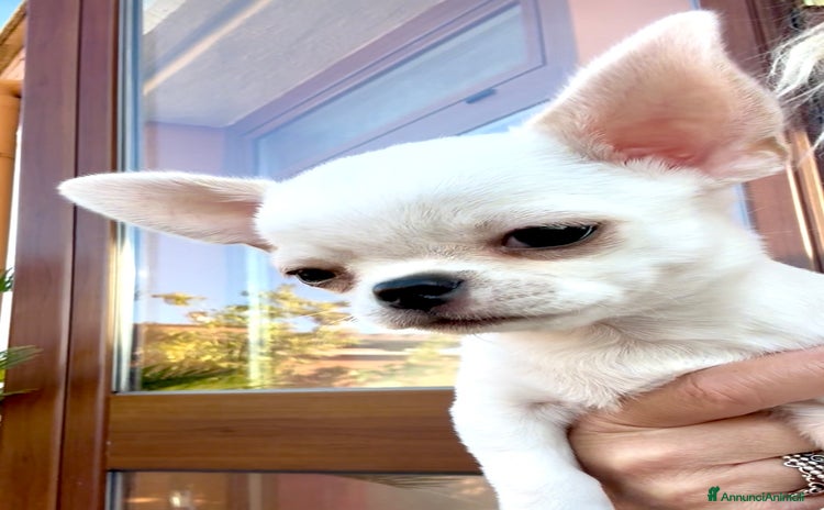 Chihuahua cani a Città metropolitana di Roma Capitale - Annuncio 7