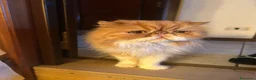Meticcio gatti in regalo: GATTINI E GATTI MERAVIGLIOSI  a Provincia di Piacenza - Annuncio 13