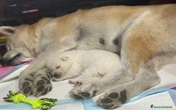 Akita Inu cani in vendita: 🌸 Hime Sakura cerca una famiglia 🌸 a Città Metropolitana di Torino - Immagine 15