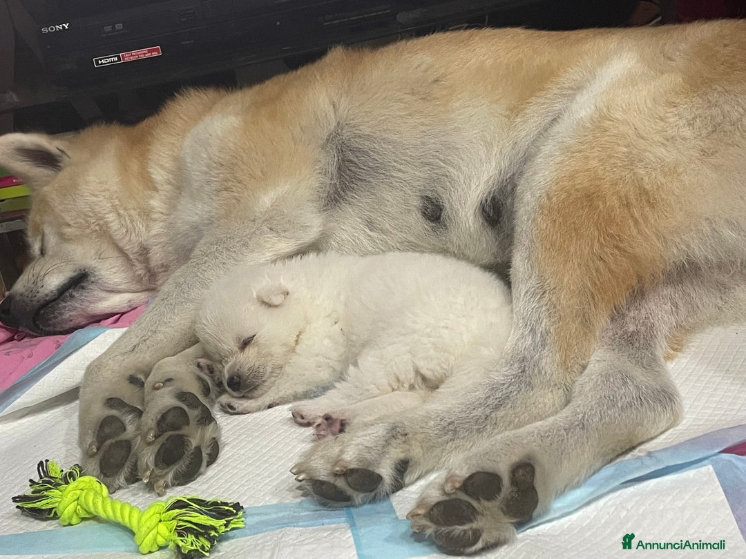 Akita Inu cani in vendita: 🌸 Hime Sakura cerca una famiglia 🌸 a Città Metropolitana di Torino - Immagine 15