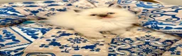 Ragdoll gatti in vendita: Splendidi cuccioli Ragdoll con Pedigree  a Provincia di Caserta - Annuncio 3