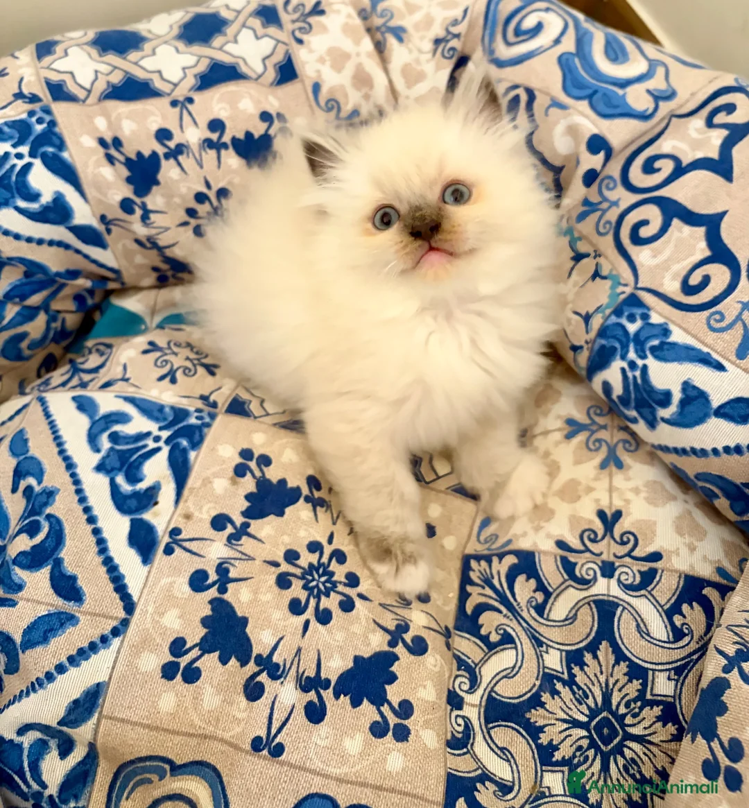Ragdoll gatti in vendita: Splendidi cuccioli Ragdoll con Pedigree  a Provincia di Caserta - Annuncio 3