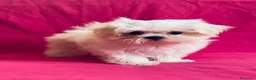 Maltese cani in vendita: Cuccioli di maltese con pedigree  a Provincia di Padova - Annuncio 16