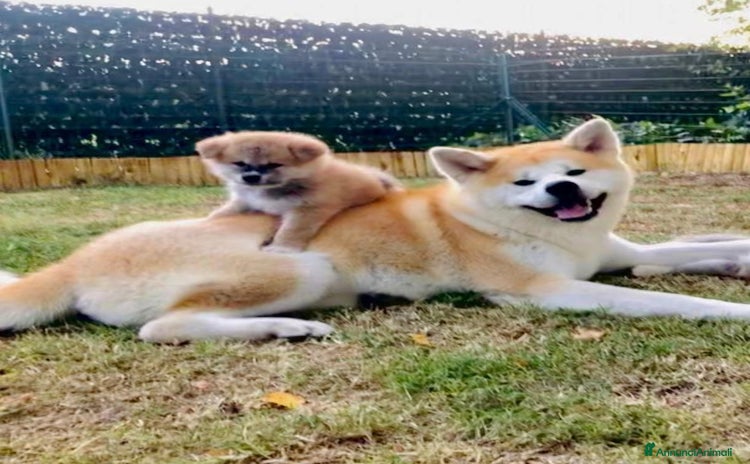 Akita Inu cani a Province of Como - Annuncio 3