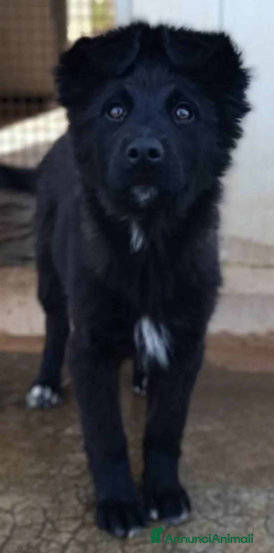 Meticcio cani in regalo: Cuccioli bellissimi in adozione - Annuncio 2