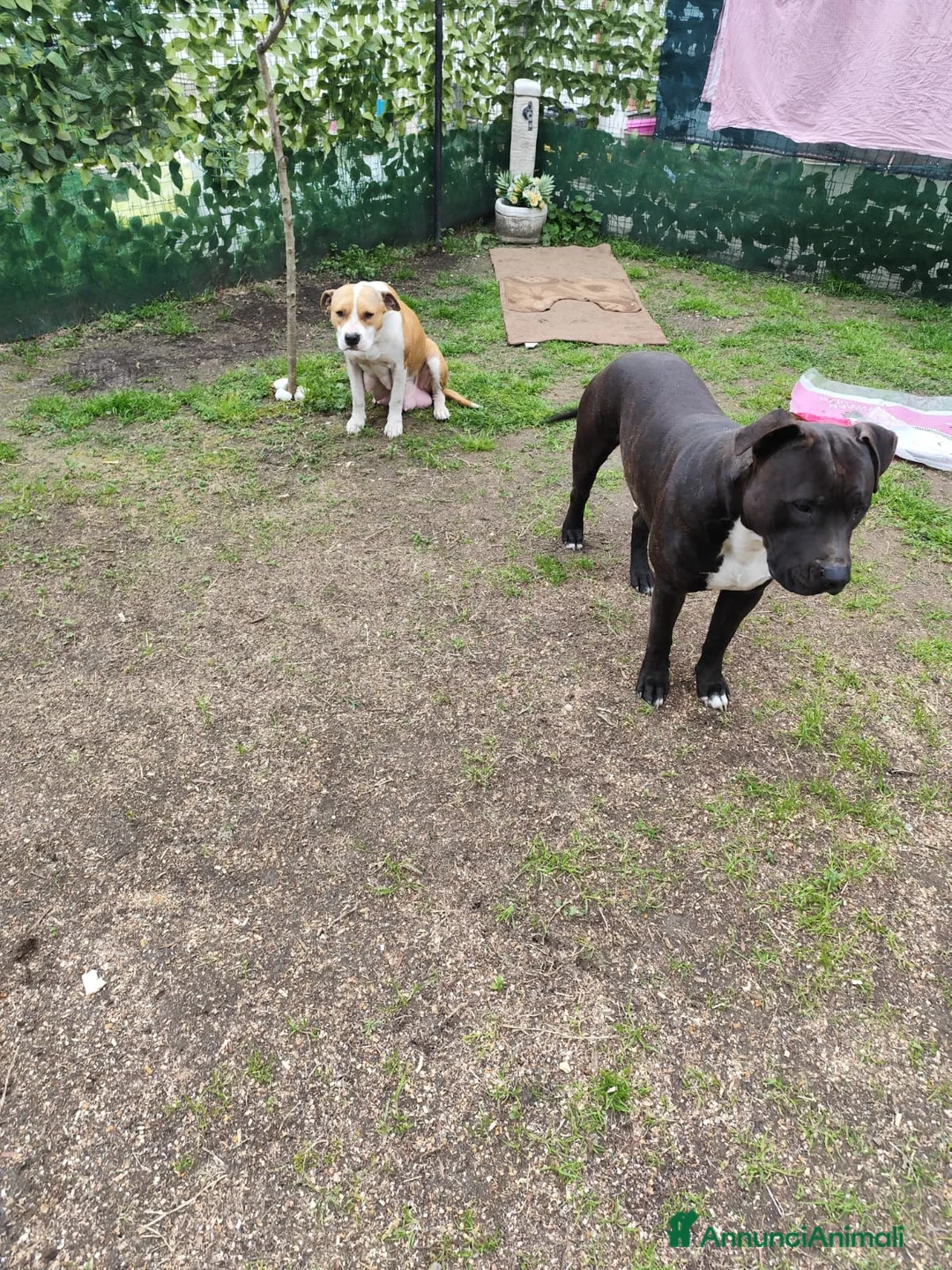 American Staffordshire cani in vendita: Splendidi cuccioli di Amstaff - Annuncio 6