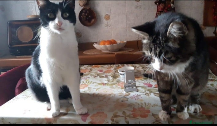 Europeo gatti 2mici rimasti soli PADRONA DECEDUTA!PAVIA SOS SOS  a Città metropolitana di Milano - Annuncio 16