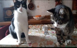 Europeo gatti in regalo: 2mici rimasti soli PADRONA DECEDUTA!PAVIA SOS SOS  a Città metropolitana di Milano - Immagine 1