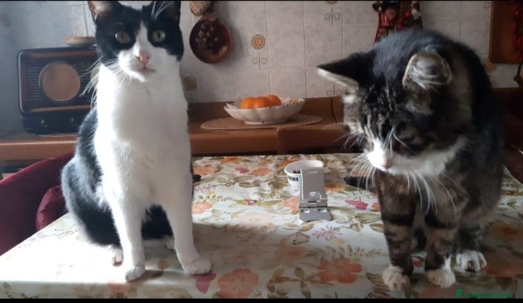 Europeo gatti a Città metropolitana di Milano - Annuncio 5