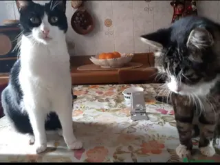 Europeo gatti 2mici rimasti soli PADRONA DECEDUTA!PAVIA SOS SOS a Città metropolitana di Milano - Annuncio 39