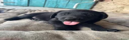 Labrador cani in vendita: Cuccioli Labrador Nero con Pedigree ENCI a Provincia di Pavia - Annuncio 4