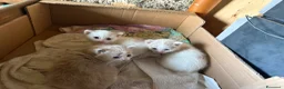 Europeo gatti in regalo: Regalo gattini - Annuncio 3