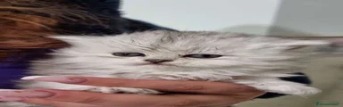 Gattina 1