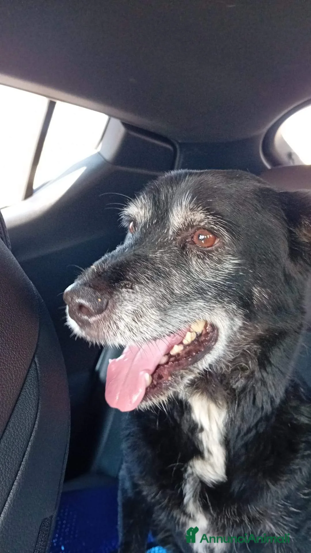 Meticcio cani in regalo: Lady 12anni nera ..1vita in canile!NAPOLI SOS a Città metropolitana di Milano - Annuncio 1