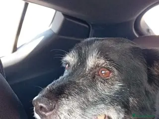 Meticcio cani Lady 12anni nera ..1vita in canile!NAPOLI SOS - Annuncio 20