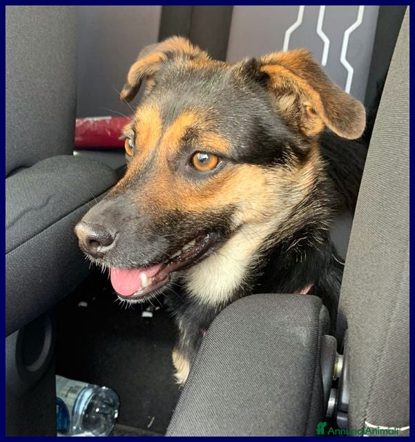 Meticcio cani LILLY ed ARGO bravi un po' vagabondi - Annuncio 2