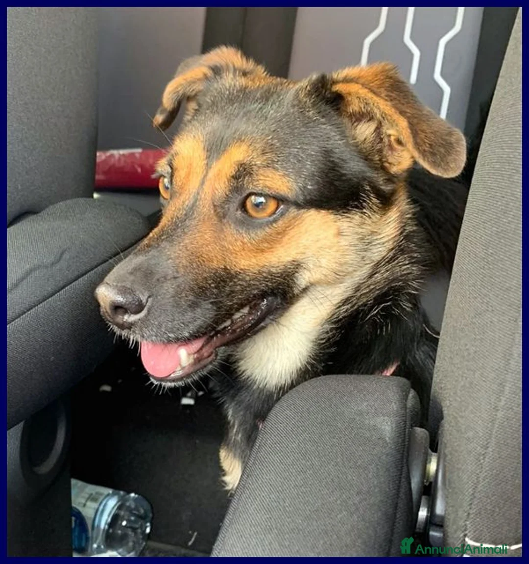 Meticcio cani in regalo: LILLY ed ARGO bravi un po' vagabondi - Annuncio 2