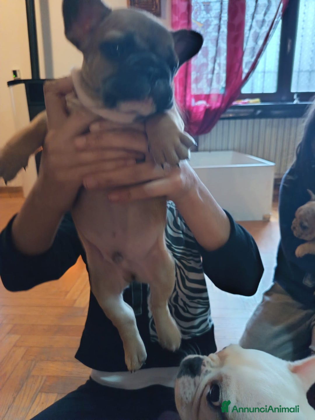 Bulldog Francese cani in vendita: Bulldog francese  - Annuncio 8