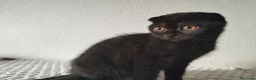 Scottish gatti in vendita: Gattini Scottish  - Annuncio 5