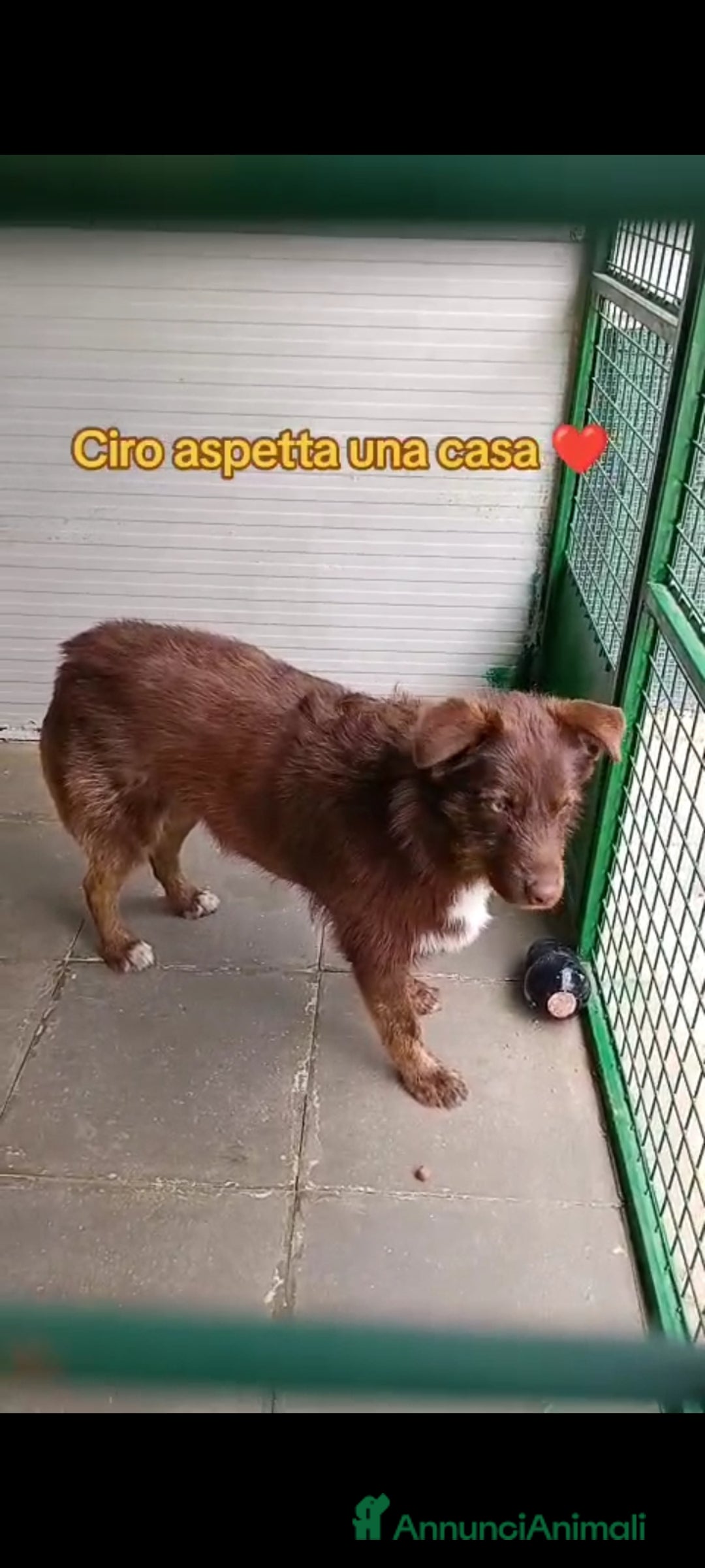 Meticcio cani in regalo: Ciro 2anni manto nocciola occhi ambra buono.SICILI a Città metropolitana di Milano - Annuncio 6