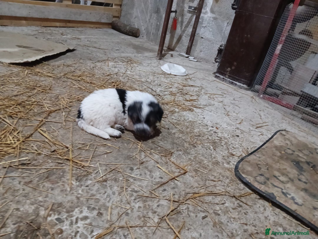 Meticcio cani in regalo: cuccioli meticci taglia media  - Annuncio 6