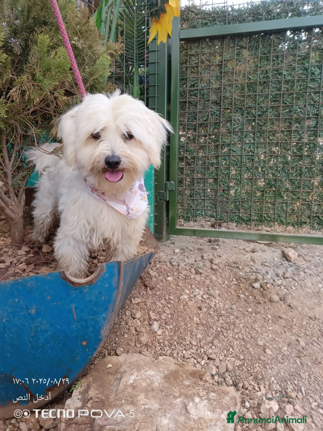 Maltese cani in regalo: Splendido maltese - DIEGO - Annuncio 2