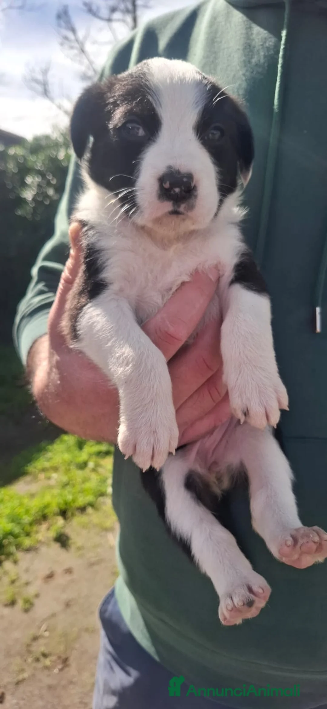 Meticcio cani in regalo: stupendi cuccioli - Annuncio 1
