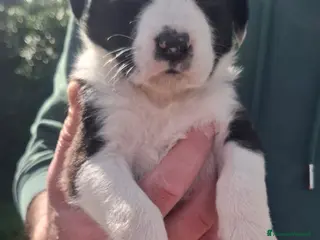 Meticcio cani stupendi cuccioli - Annuncio 1