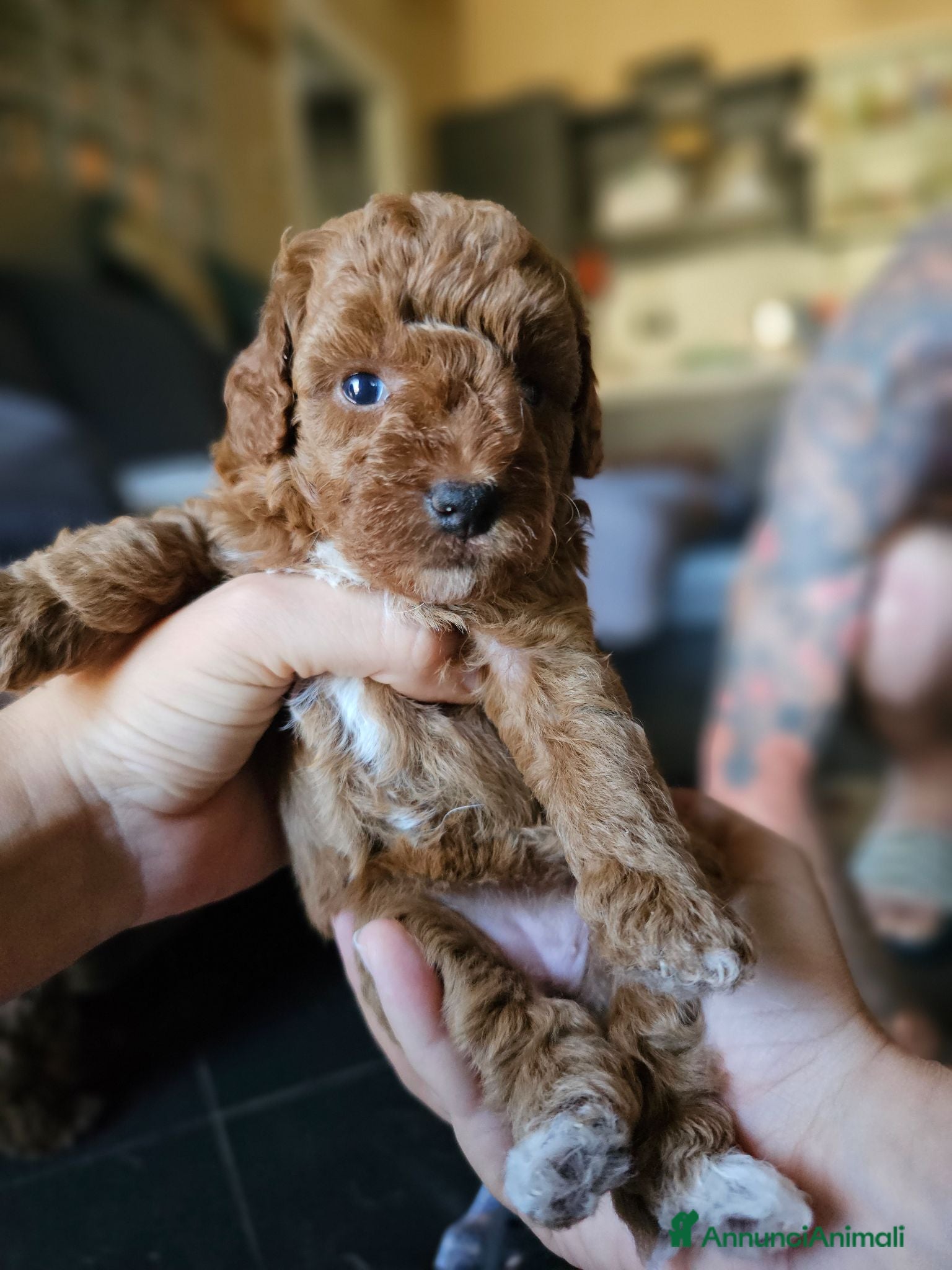 Barboncino Toy cani Barboncini toy red disponibili - Annuncio 9