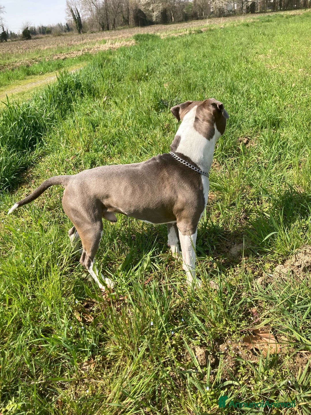 American Staffordshire cani per accoppiamento: maschio amstaff blue con pedigree per monta  - Annuncio 2