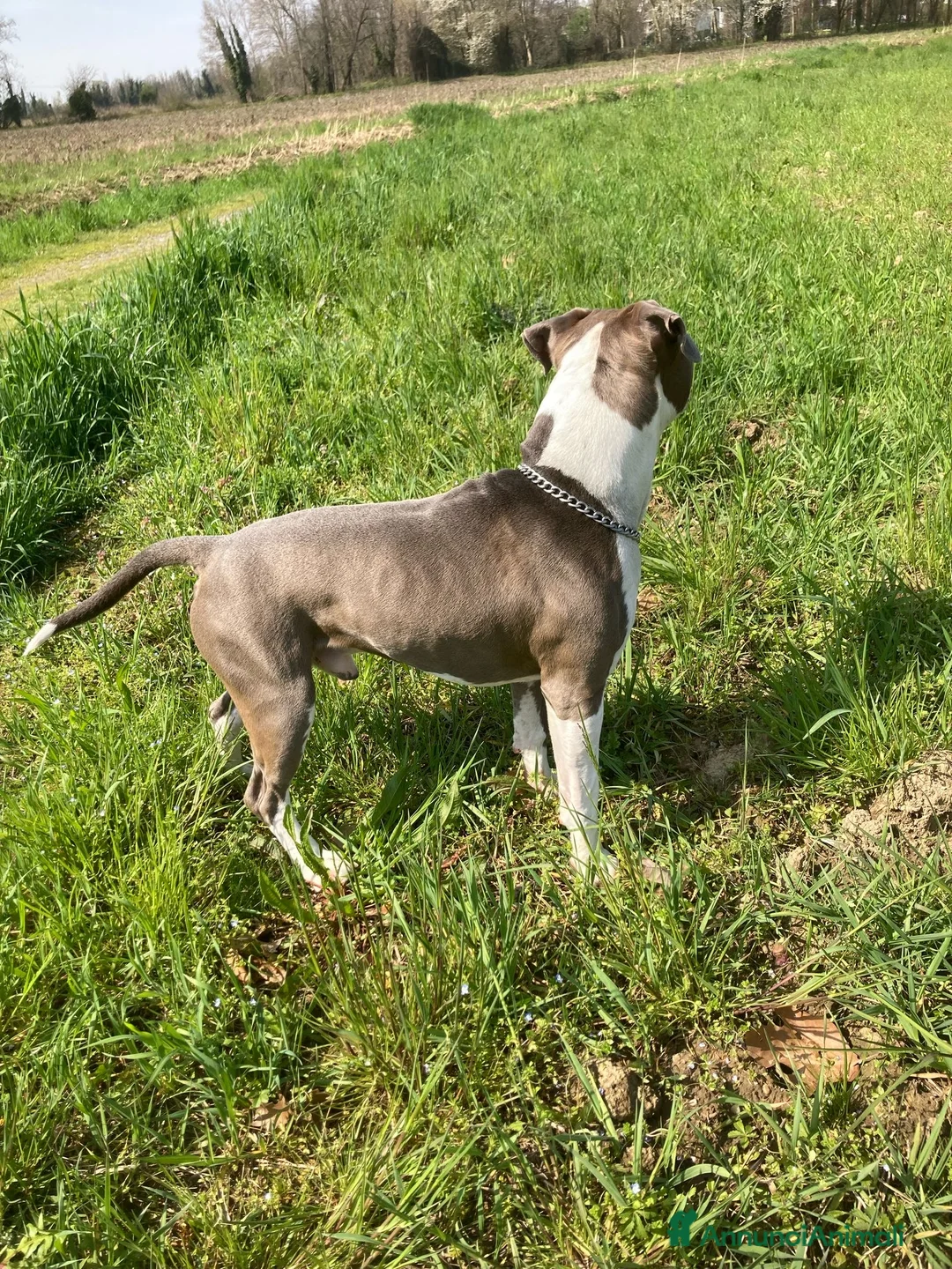 American Staffordshire cani per accoppiamento: maschio amstaff blue con pedigree per monta  - Annuncio 2