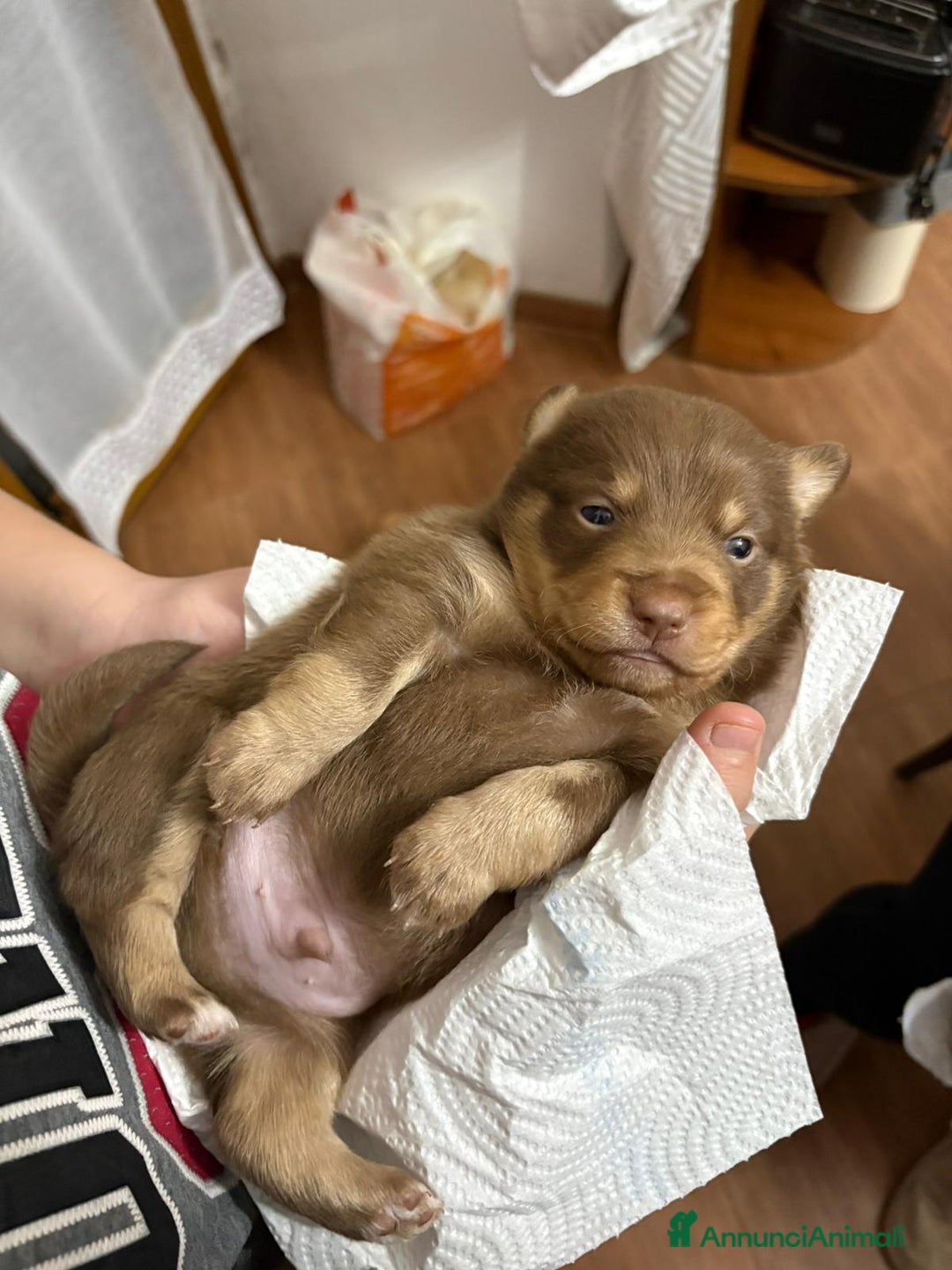 Volpino Italiano cani in regalo: Cuccioli di meticcio (simil volpino italiano) - Annuncio 3