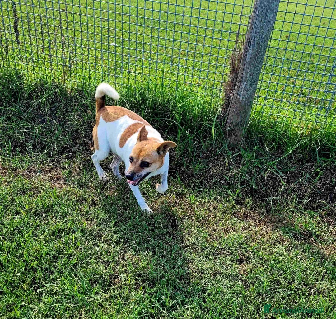 Meticcio cani in regalo: TIC simpaticissimo derivato jack russel - Annuncio 7