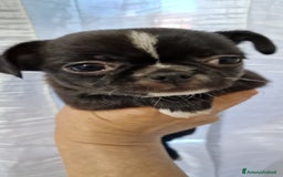 Chihuahua cani in vendita: Chihuahua maschietto - Immagine 7