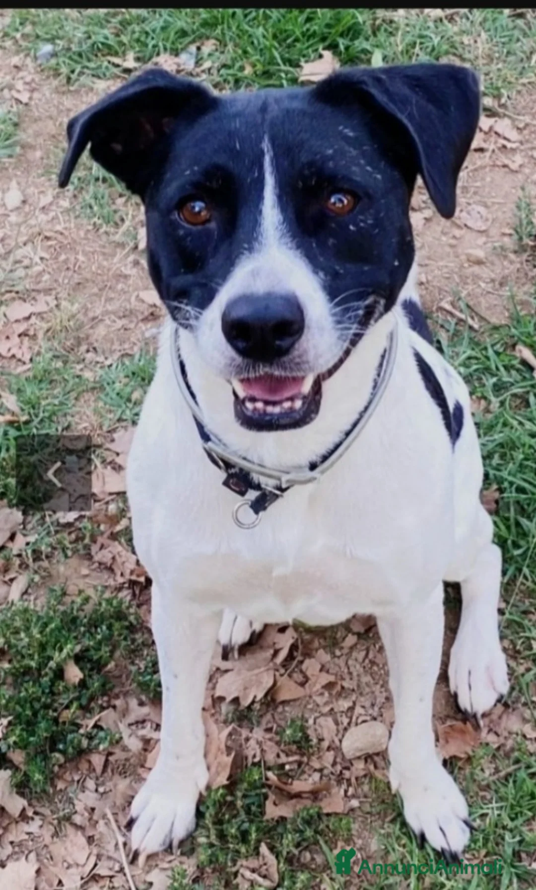 Meticcio cani in regalo: Polka molossina adulta aspetta da tanto.MILANO  a Città metropolitana di Milano - Annuncio 5