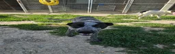 Meticcio cani in regalo: Gioia: cucciolona equilibrata e socievole  - Annuncio 9