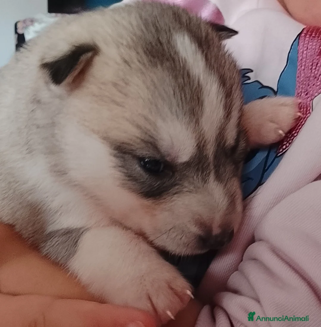 Husky cani in vendita: Cucciole Siberian Husky  - Annuncio 2