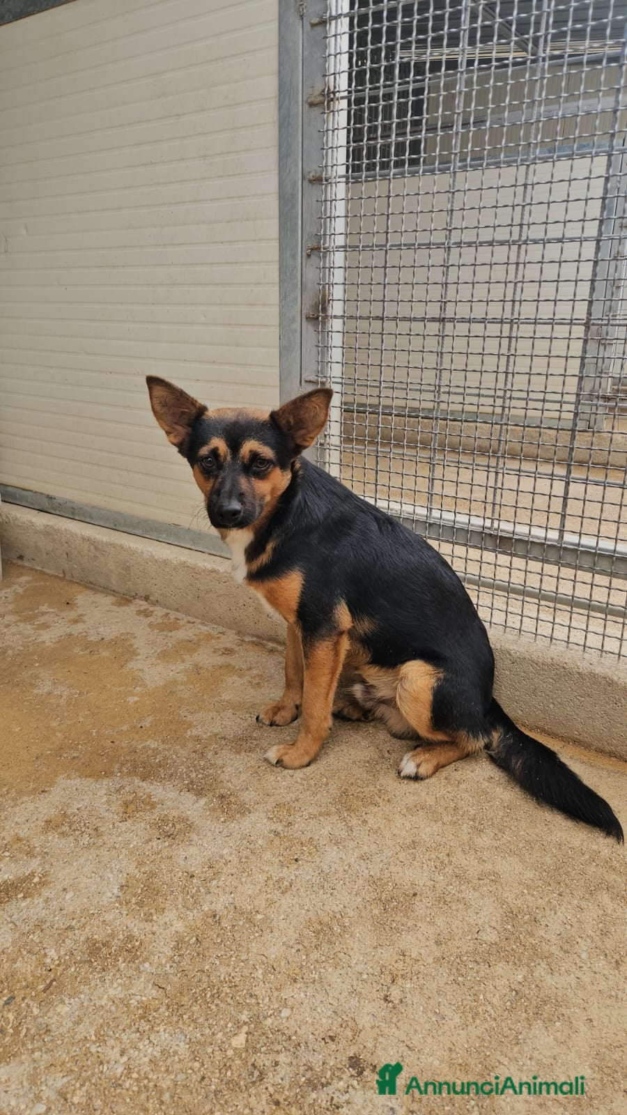 Meticcio cani Lucio: taglia piccola, torna indietro. Urgente  - Annuncio 42