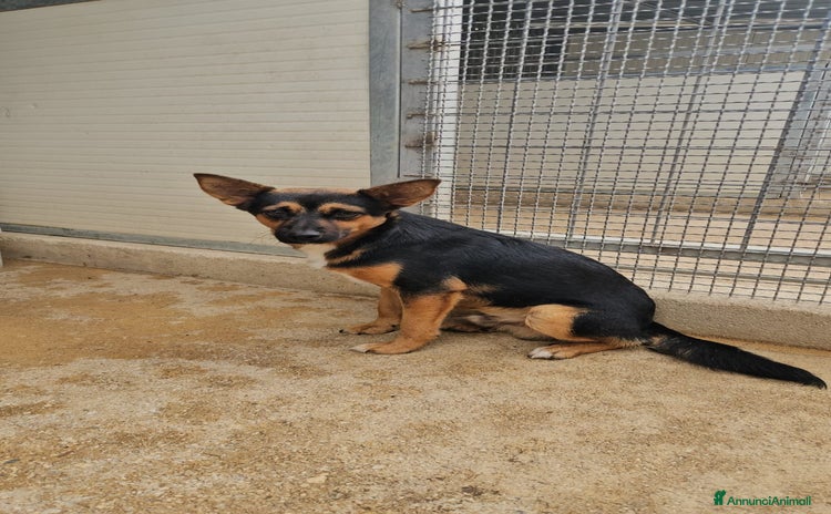 Meticcio cani - Annuncio 16