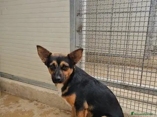 Meticcio cani Lucio: taglia piccola, torna indietro. Urgente - Annuncio 42